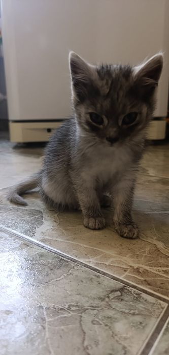 Słodziaki szukają wsólnego domu