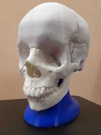 Model anatomiczny czaszki 1:1