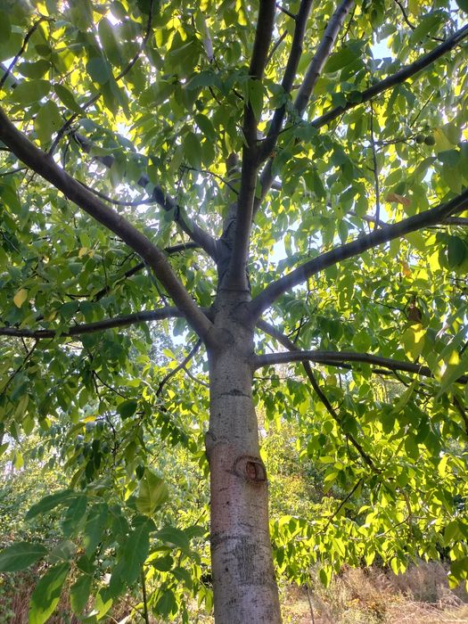 Саженцы ореха грецкого годичные сорт Пещанский