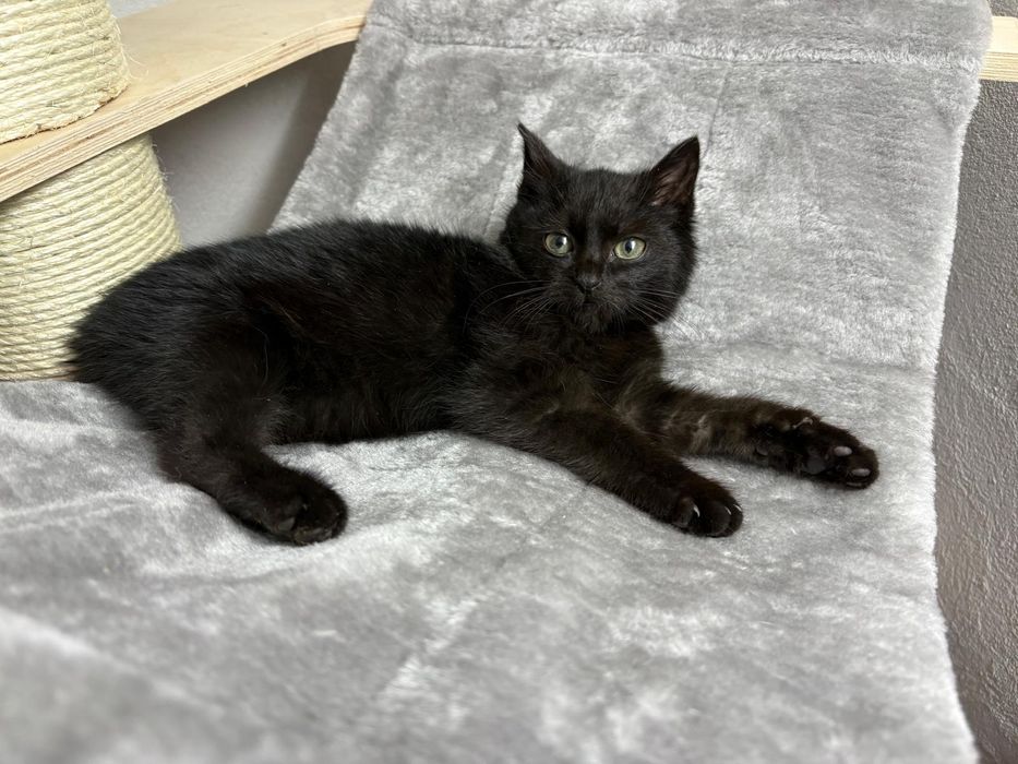 Wesoły koci maluch Leo szuka domu