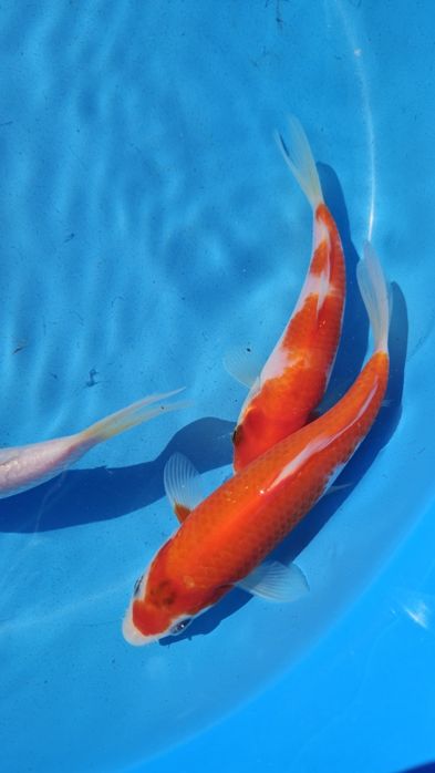 Carpas koi 10 a 18cm