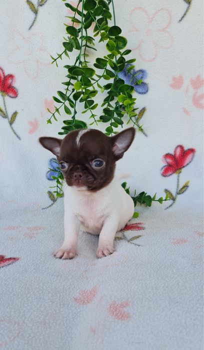 Estupendo mini mini Chiuaua/ Chihuahua, linhagem russa de Qualidade