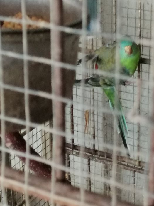 Red Rumped (casais 2025)