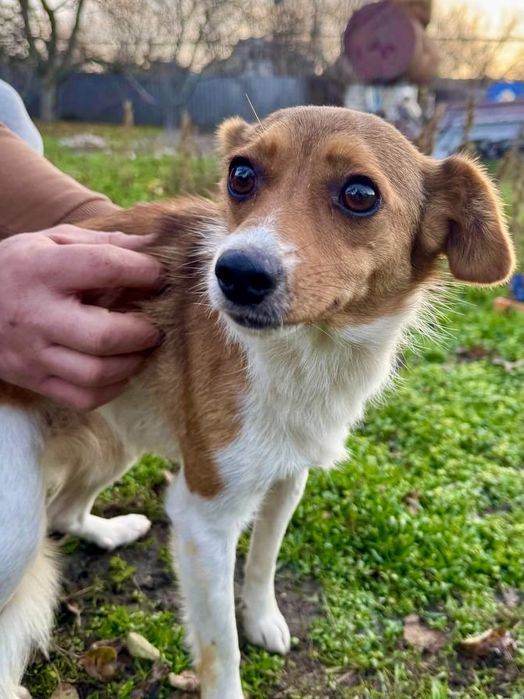 Соня ищет хороший дом