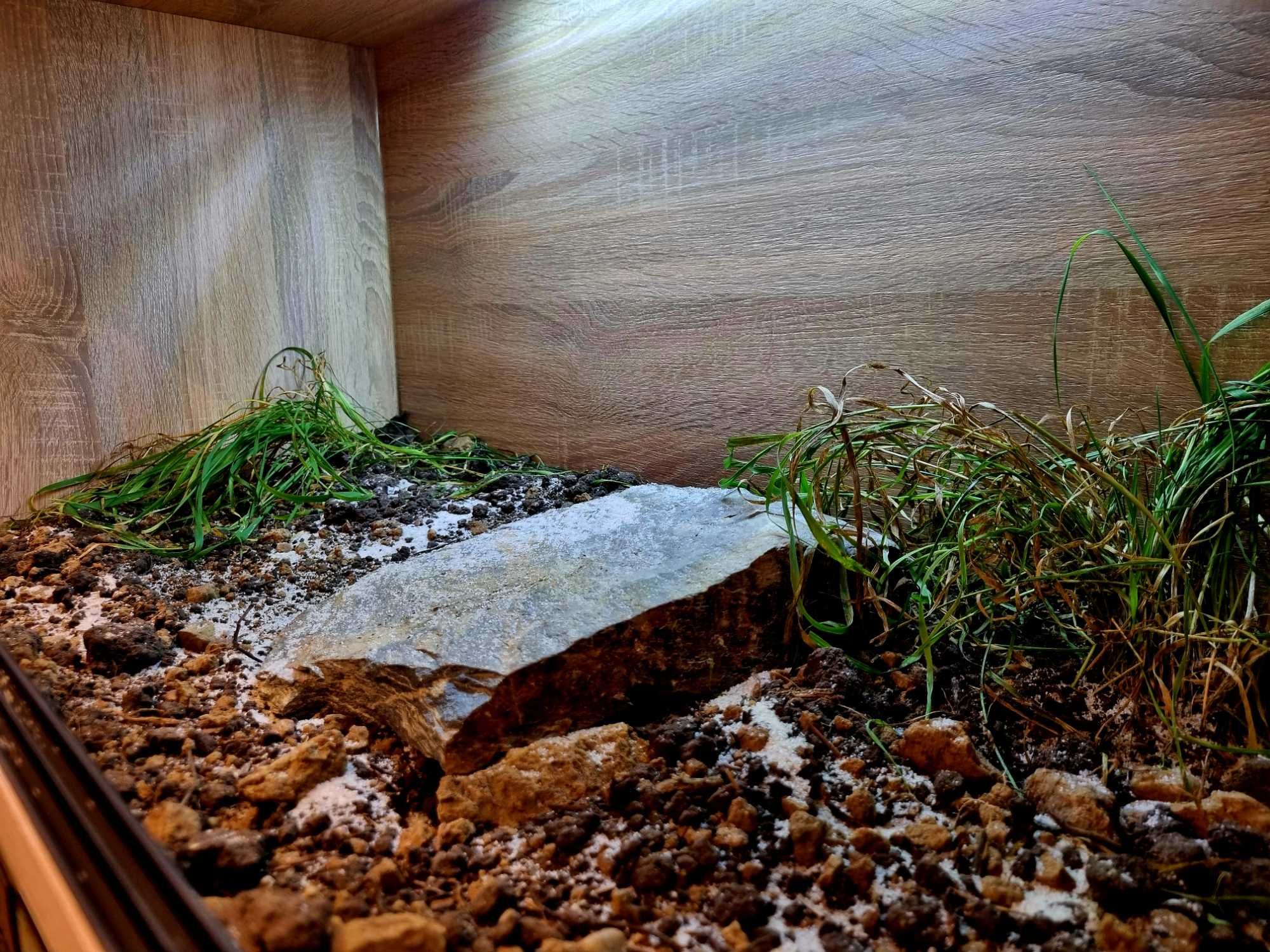 Terrarium 100x50x50 żółw grecki stepowy lądowy