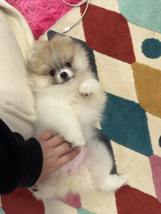 Маленька паті колорна принцеска