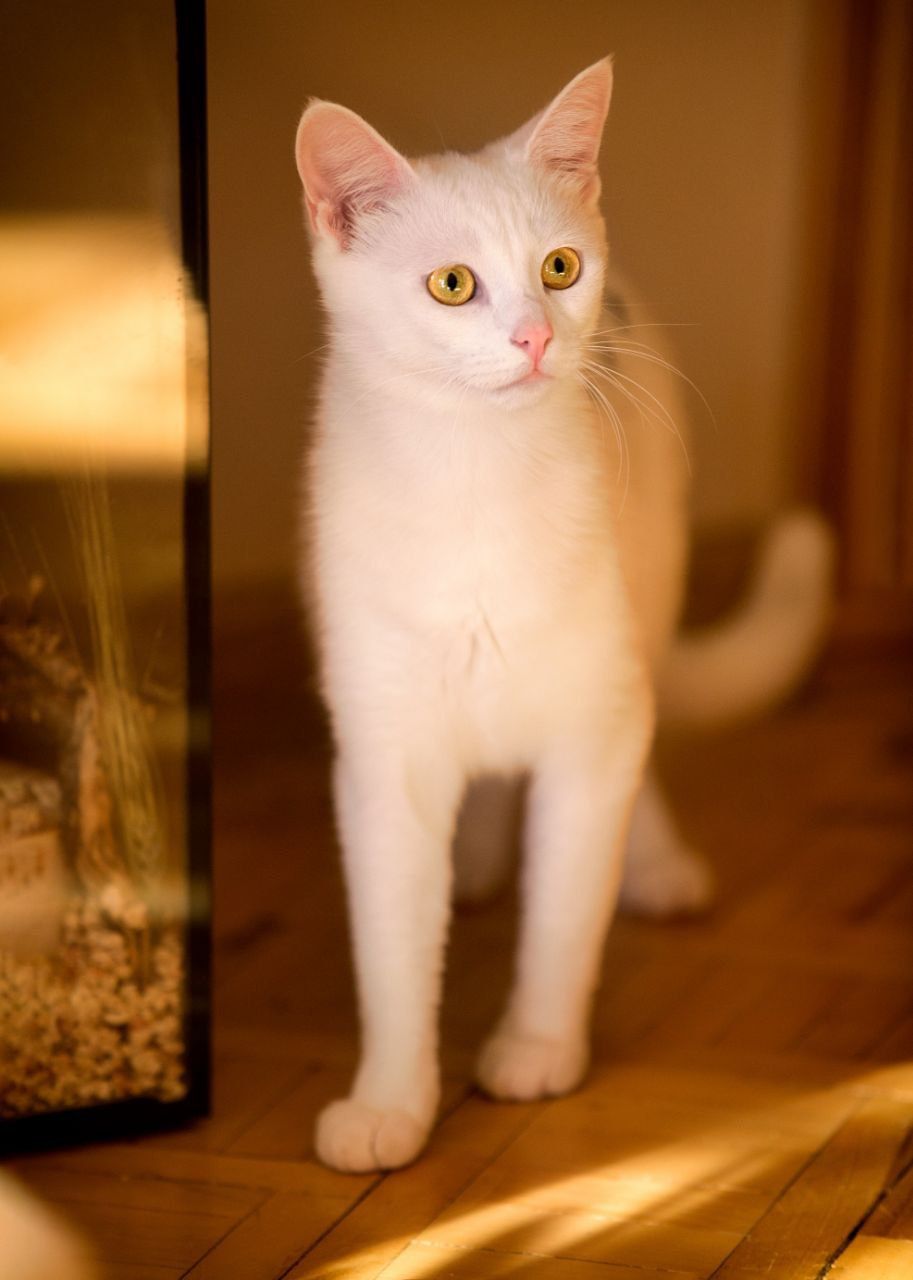Белый котик ищет дом