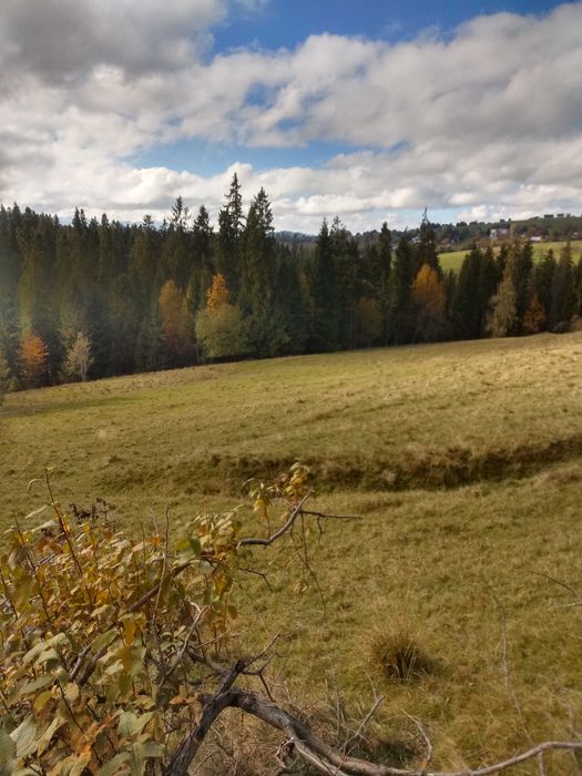 Atrakcyjna działka rolno-leśna! Sierockie-Zapasieka 38.5 . Dobra Cena!
