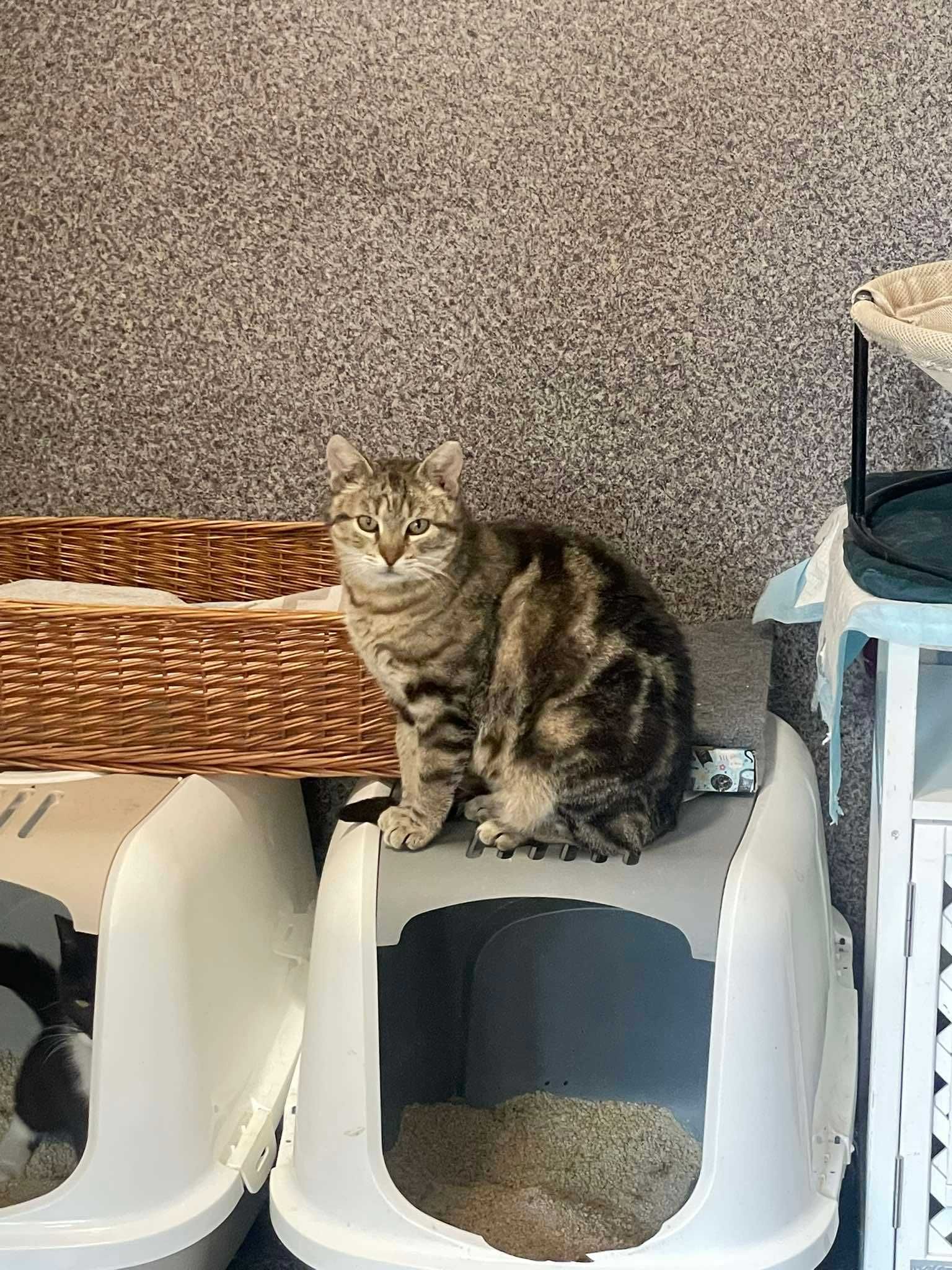 Ela  śliczna kotka z charakterem kot ala bengalski szuka swojego domu