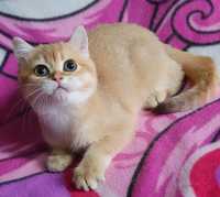 Золотая британская шиншилла шоколад кошечка кошка котята