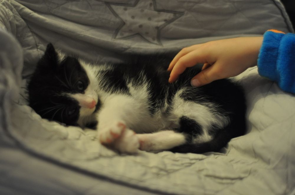 Ptyś szuka domu - kot do adopcji