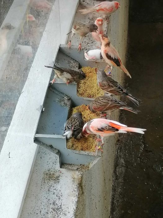 Novidades, ainda estamos assim com os canários...