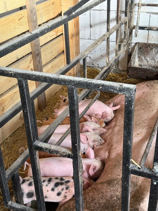 Продам поросят, 12+ кг — 300 грн/кг Валки