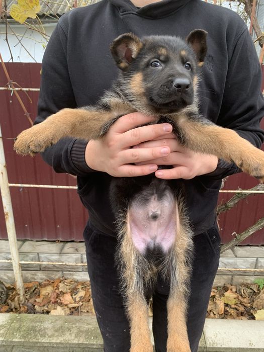 Продам цуценят Німецької вівчарки