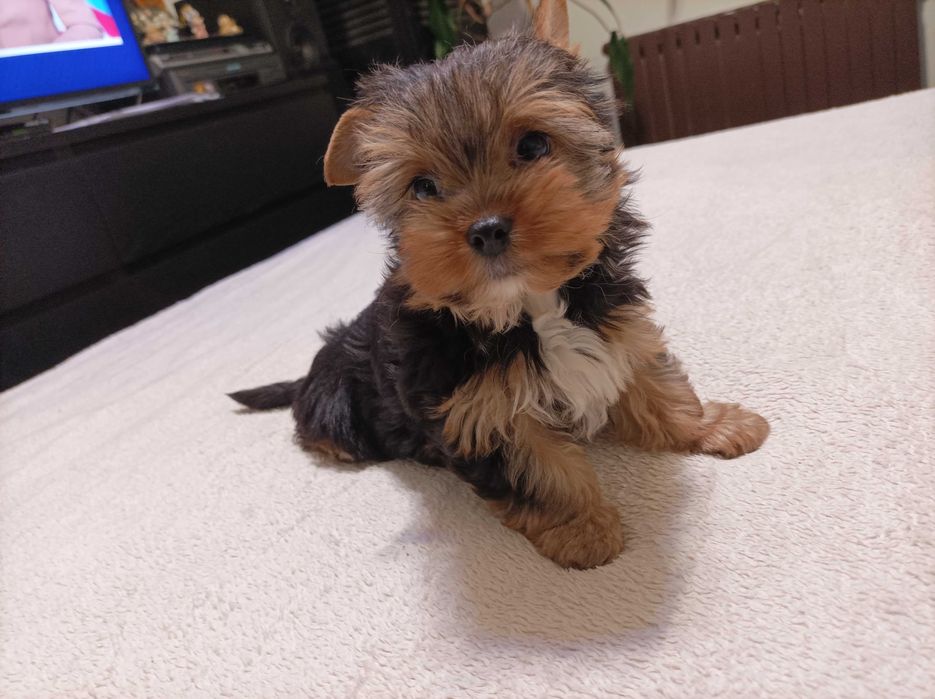 Piesek york terrier