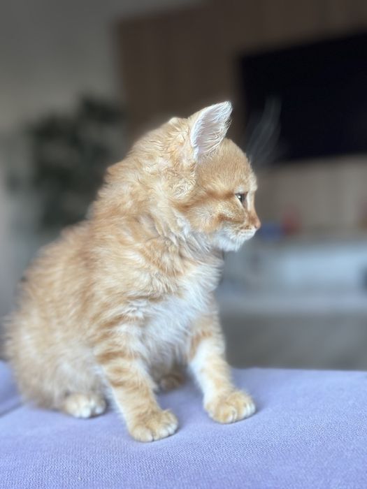 Рудий котик, дуже ніжний