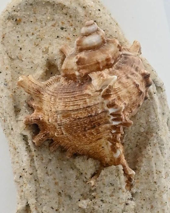 Jarra decorativa Mar Praia
