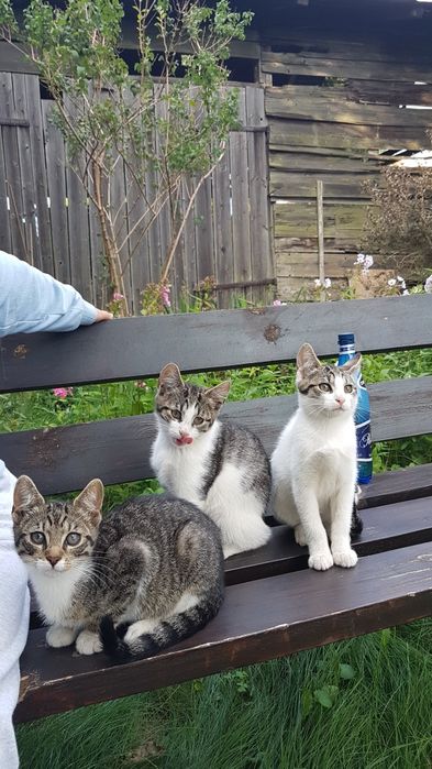 Śliczne 3 miesięcznie Kotki do adopcji Wydminy