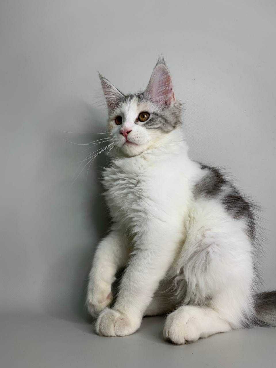Кошка Мейн Кун с Шикарными Породными данными и Документами