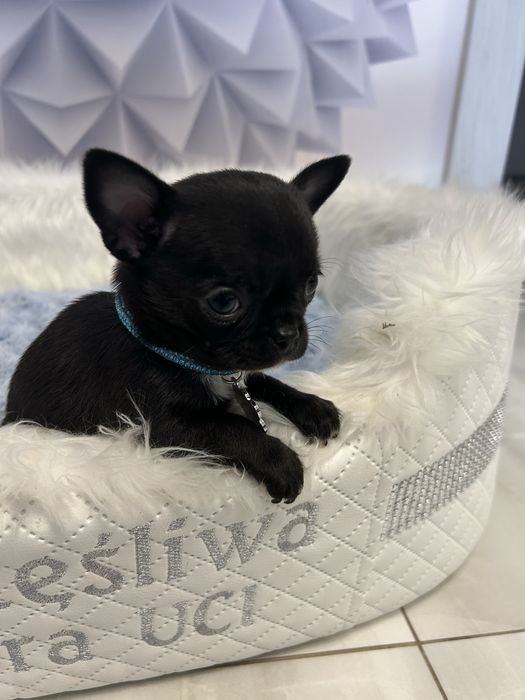 Chihuahua malutki chłopiec po championach Polski .CUDO