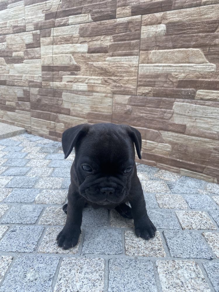 Bulldogue frances