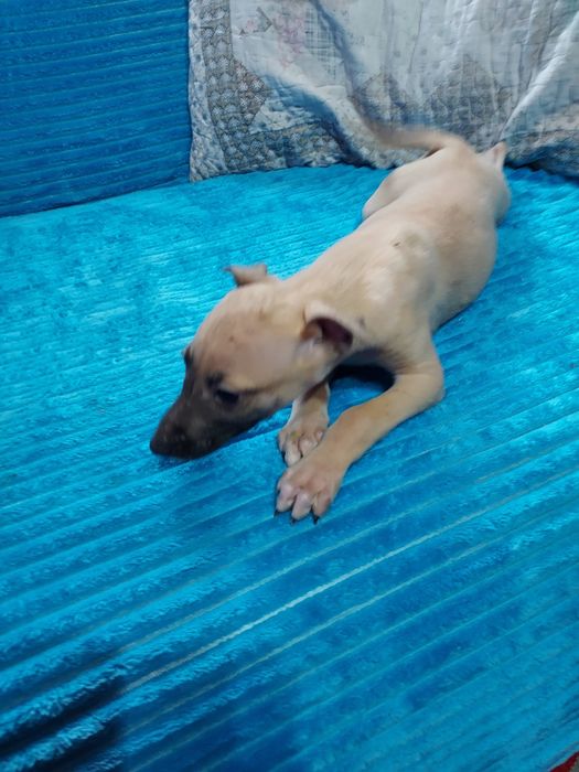 Chart Angielski Whippet suczka