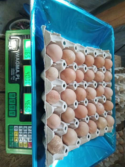 Por seler z własnego ogródka