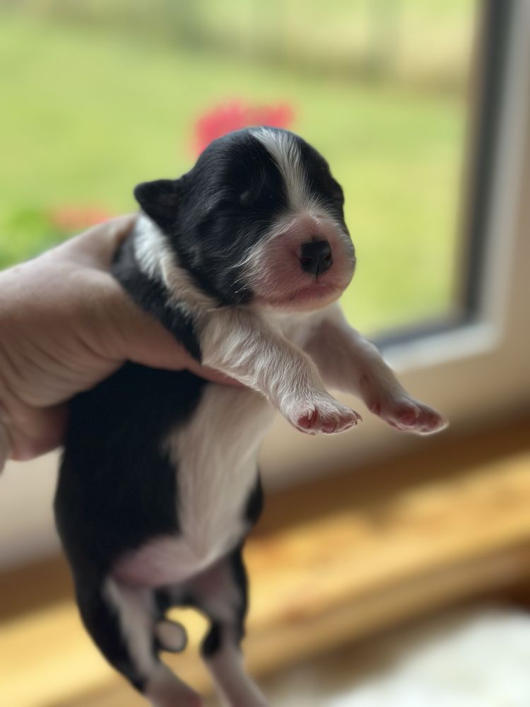 Cudowna suczka border collie ZKwP FCI po MŁ.CHPL