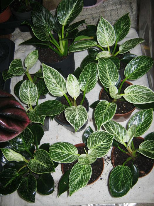 филодендрон разные сорта домашние деленки от 50грн