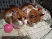 Dwóch rudych braci, kastrowane kotki, nie pozwól im wrócić na działki