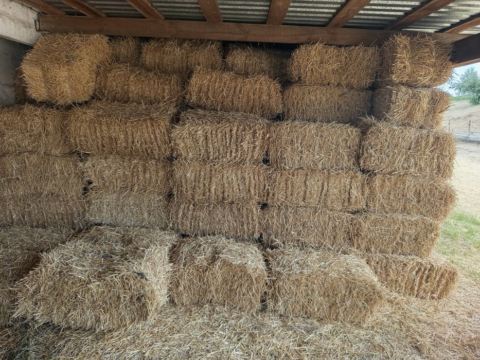 Солома пшеницы 2025 г.