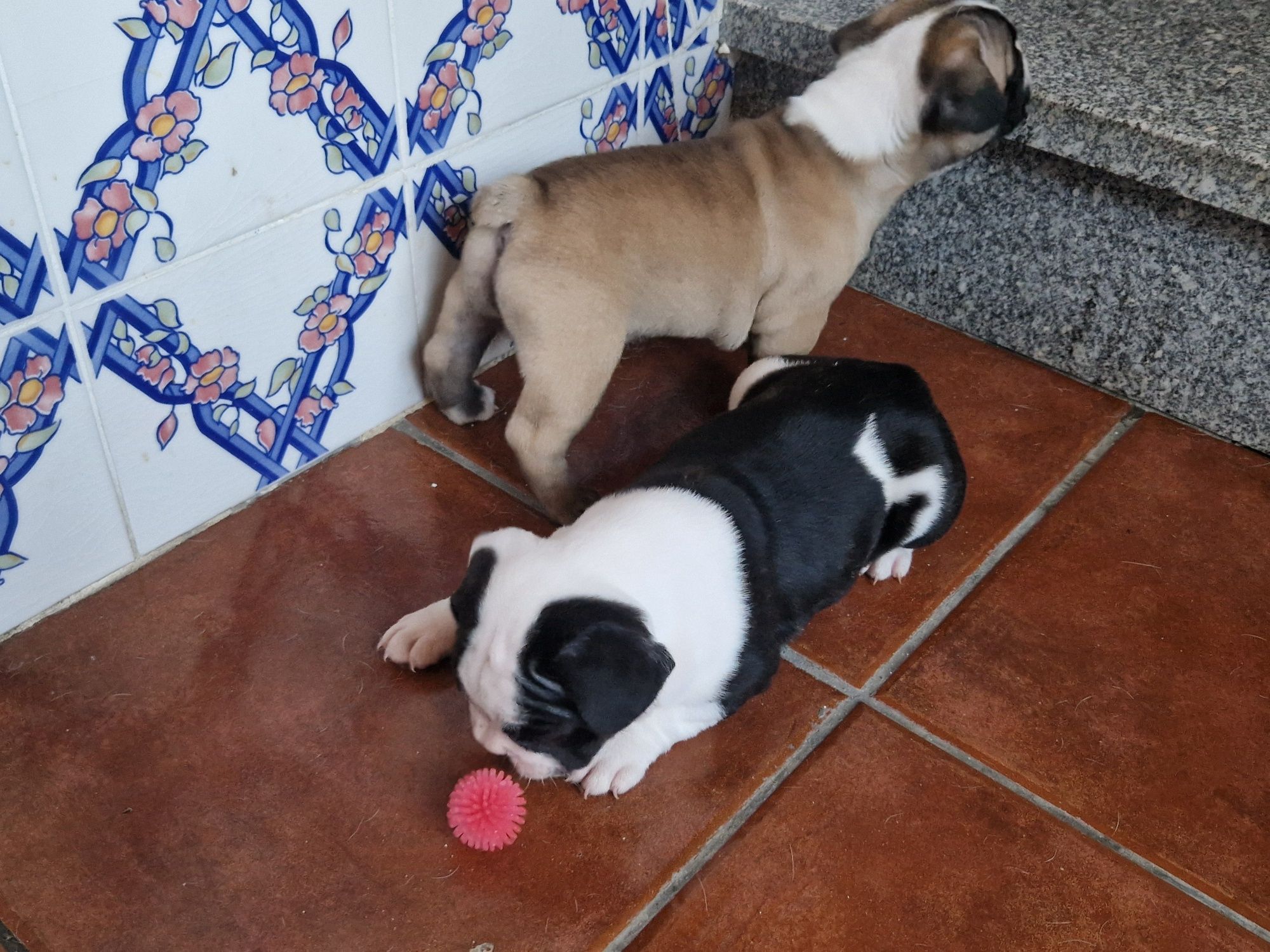 Buldog   Francês