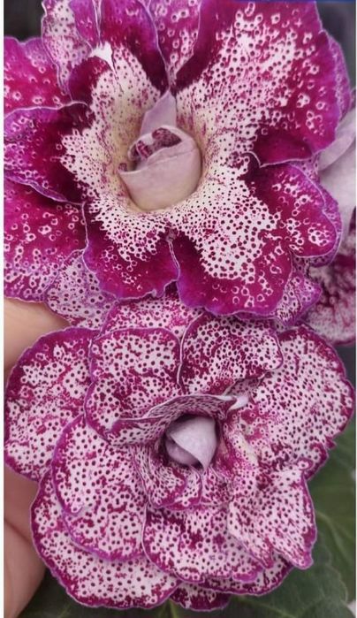 Глоксинія сіянчики