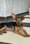 Bebé xPinscher - 6 meses, 3kg