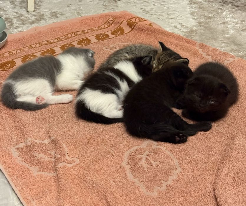 Кошенята від шотландської мами та британського тата