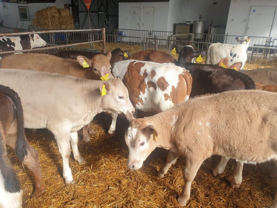 Cielaki kolory i miesne Jerka (odbieramy duże byki z gospodarstwa też)