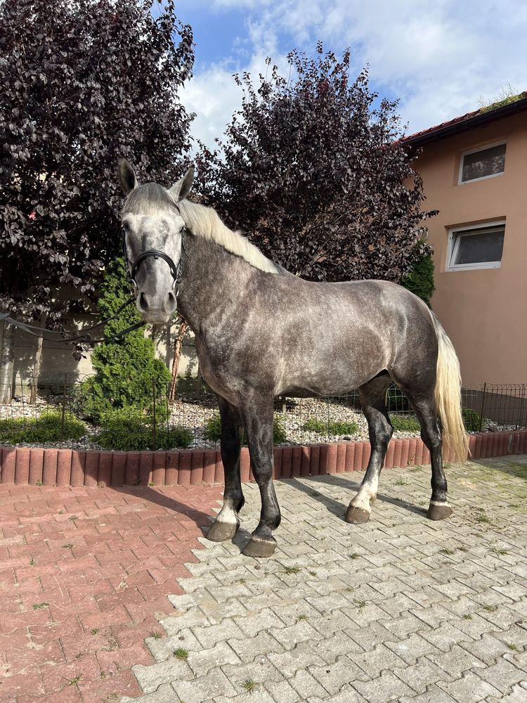 Siwy wałach śląski - AVATAR