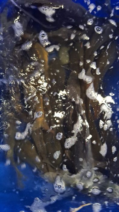 Karp, karpie, karp królewski