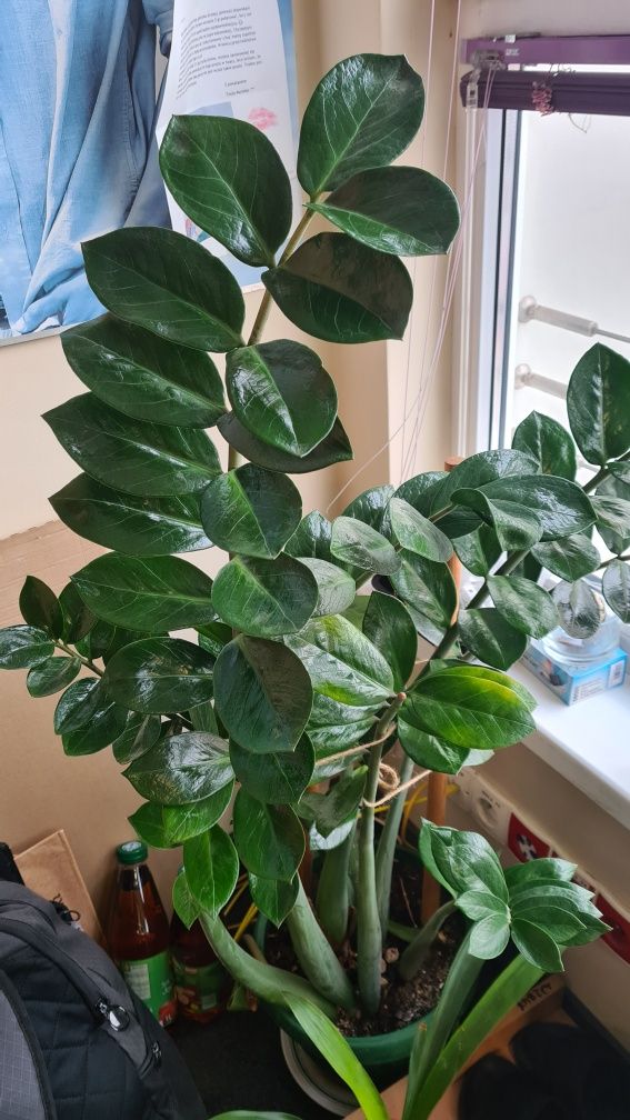 Zamioculcas  Zamiokulkas duży 100cm