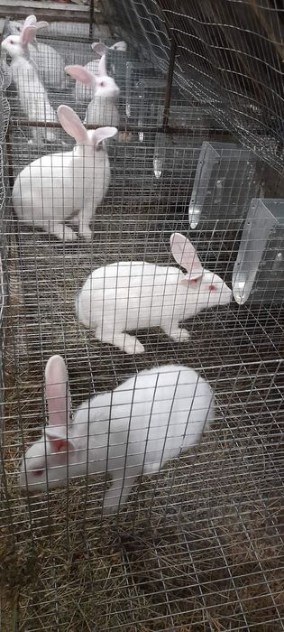Продаю кролі термонська біла.
