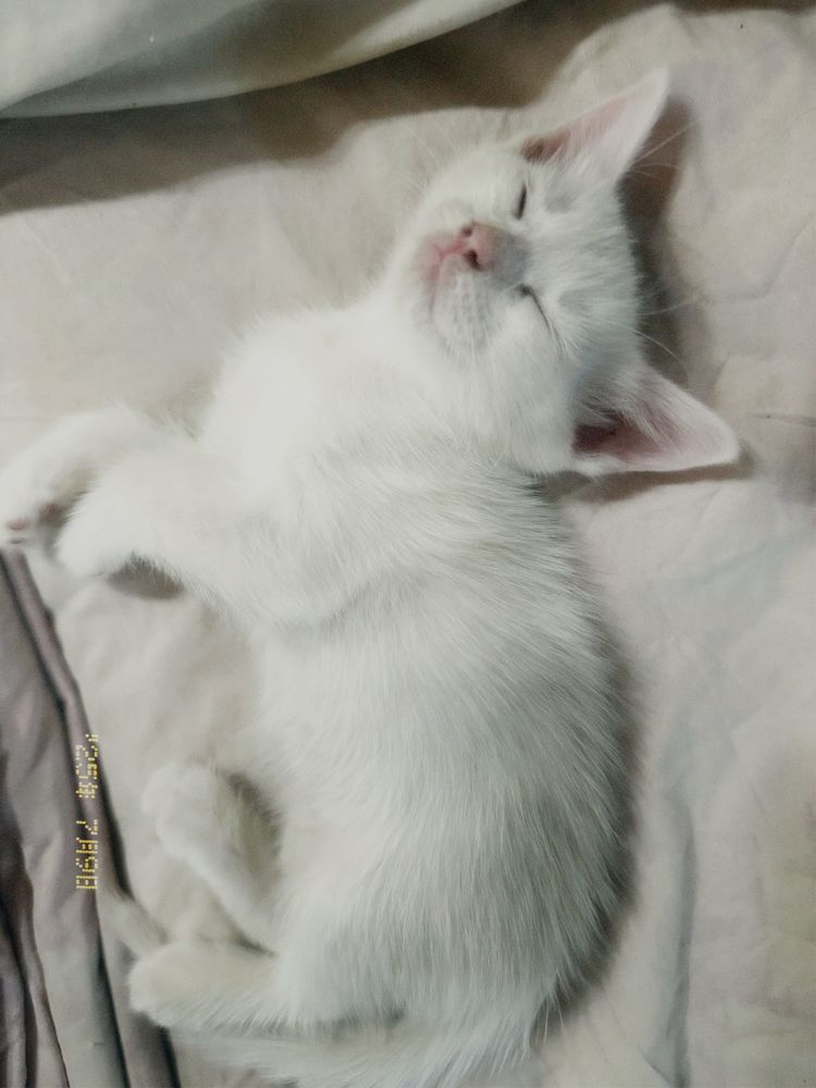 Котенок турецкой ангоры