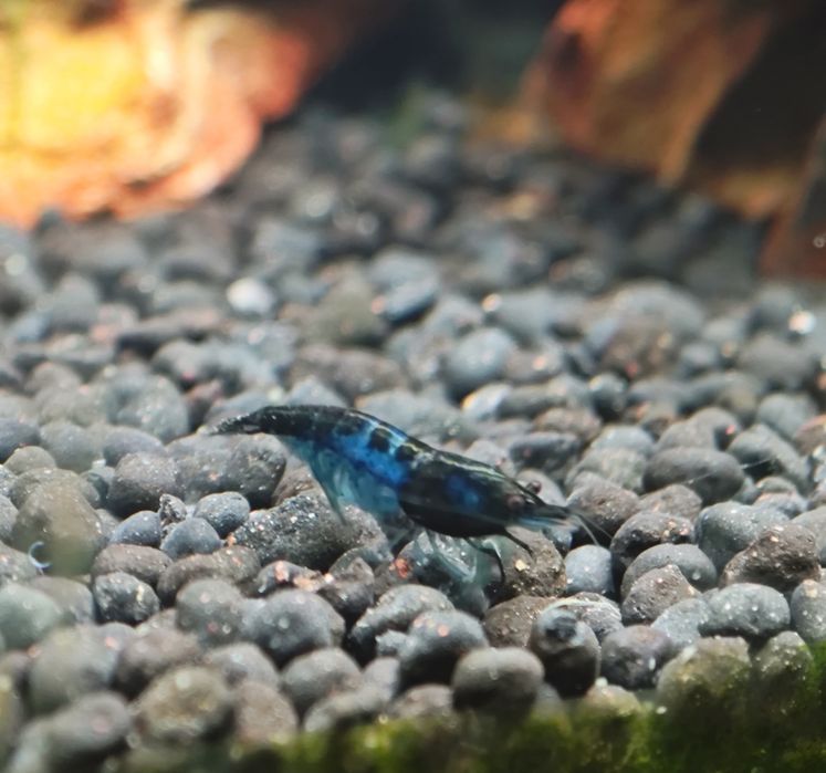 Camarões blue dream