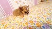 Chihuahua super miniatura criado em ambiente familiar