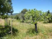 Terreno  para venda
