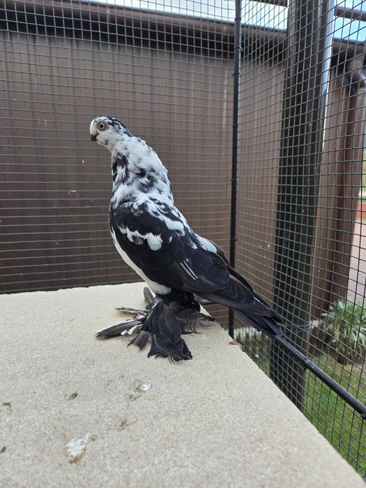 Motyl warszawski - prawdopodobnie samica