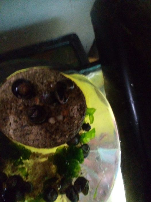 Caramujos / caracóis lindíssimos