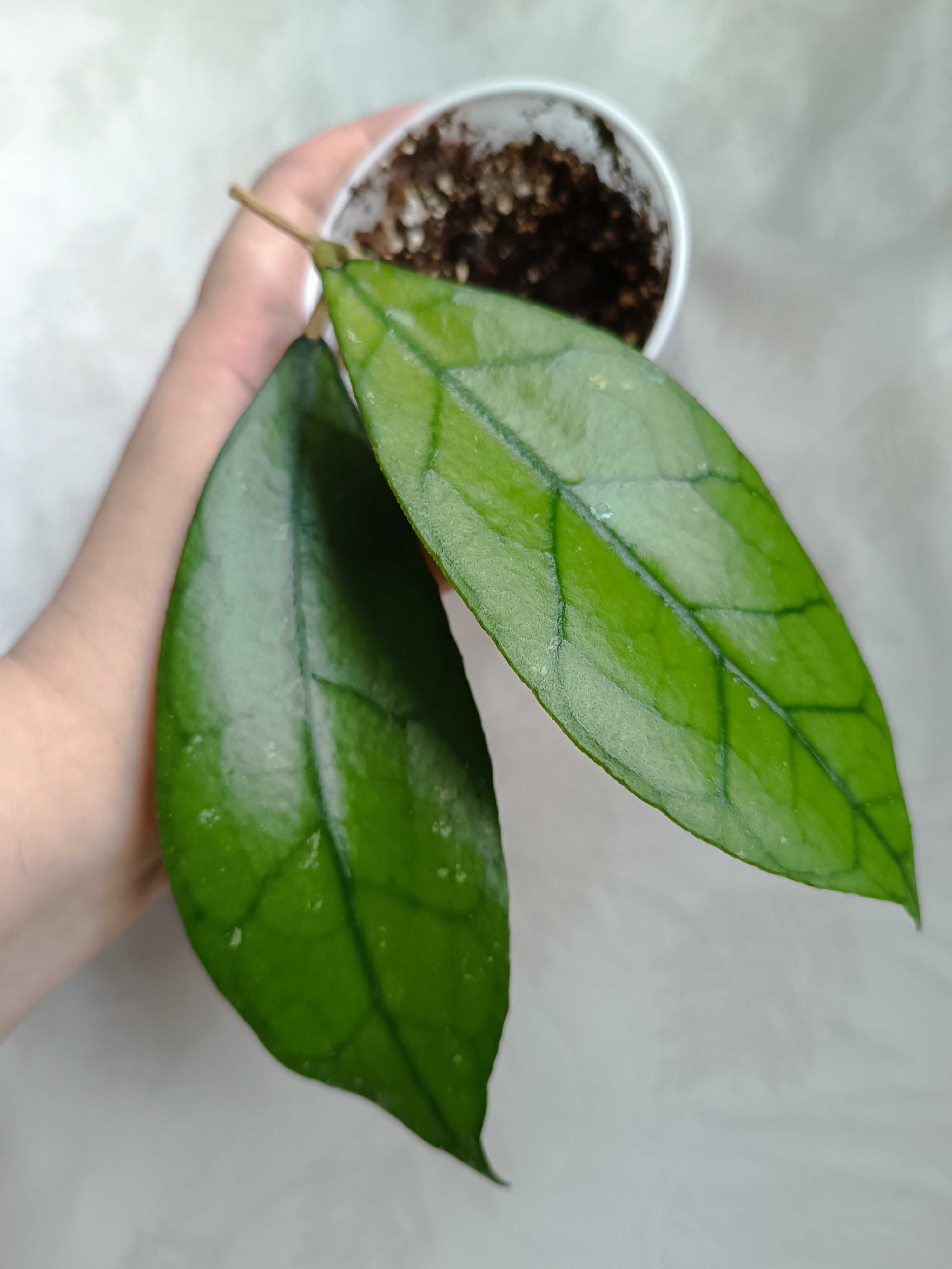 Hoya Clemensiorum sp Borneo Long Leaves