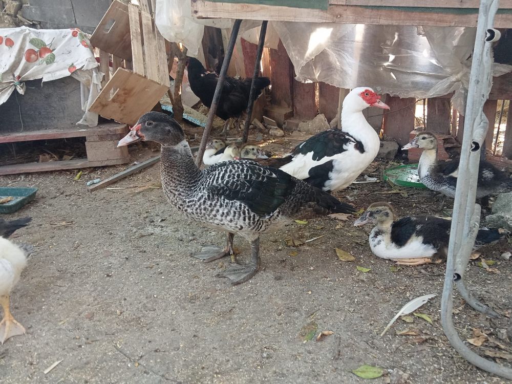 Perus e patos  e galos