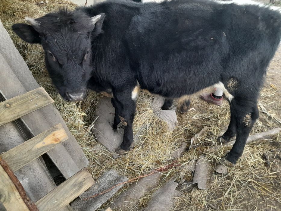 Продаются молодые телята