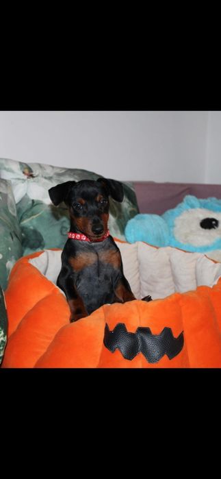 Pinczer miniaturowy FCI